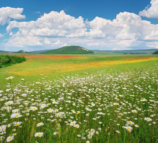 Prato di camomille primaverili di giorno