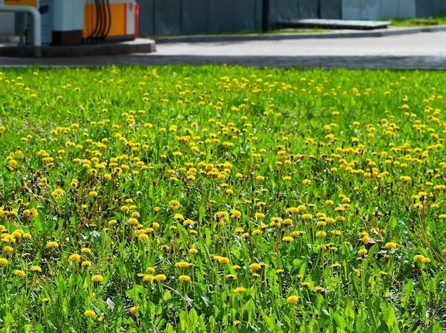 Prato di dente di leone sullo sfondo della stazione di servizio auto