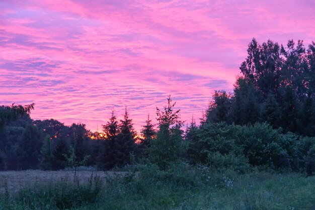 Prato di erba nella luce del tramonto Vista panoramica della natura Sera d'estate in campagna