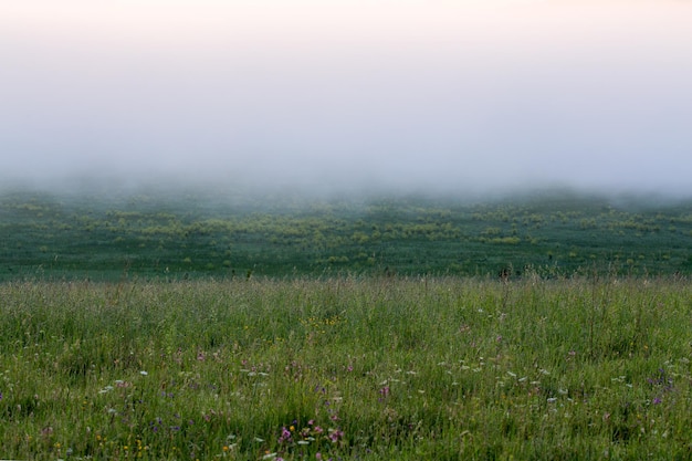 Prato di erba selvatica minimalista sotto la nebbia di dence senza albero al mattino d'estate