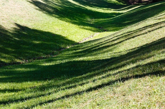 Prato di erba verde con le ombre