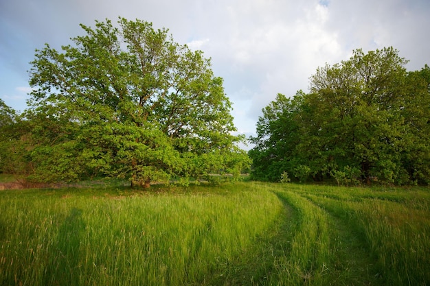 Prato di erba verde con sfondo ad albero