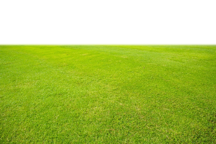 prato di erba verde fresca isolato su sfondo bianco