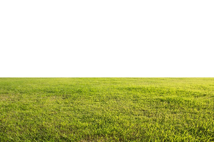 prato di erba verde fresca isolato su sfondo bianco