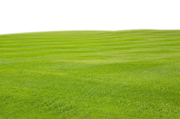 prato di erba verde fresca isolato su sfondo bianco