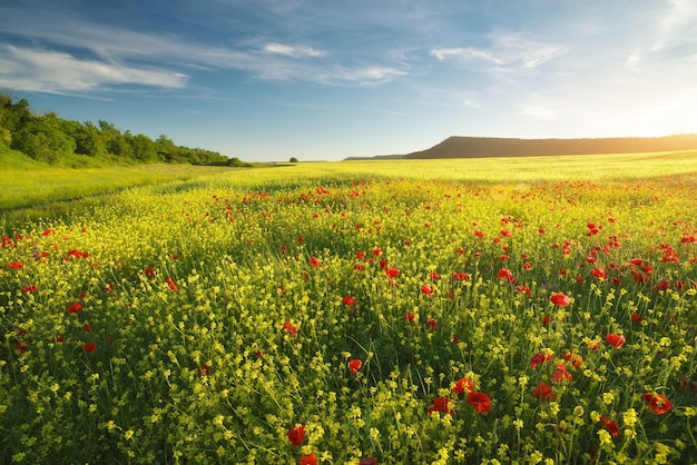 Prato di fiore di primavera in fiore sul tramonto