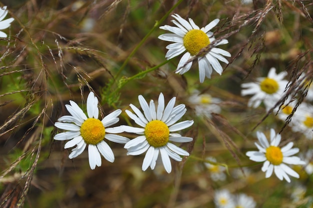 Prato di fiori di camomilla bianchi Erboristeria