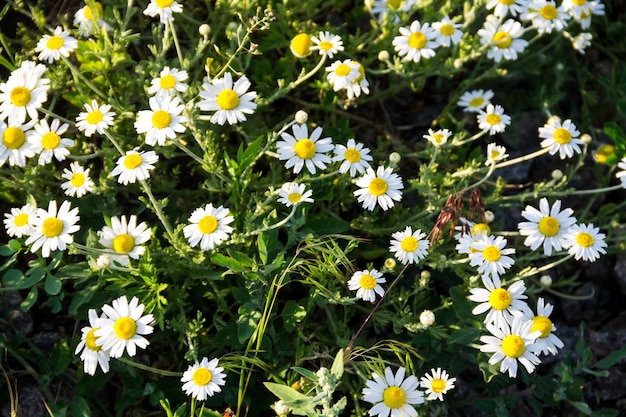 Prato di fiori di camomilla officinale (Matricaria chamomilla)