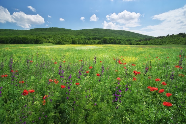 Prato di fiori di primavera.