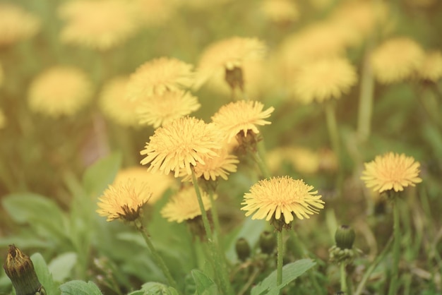 Prato di fiori di tarassaco