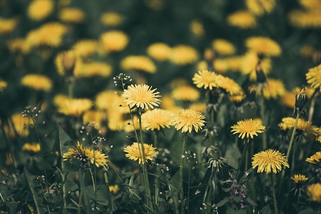 Prato di fiori di tarassaco