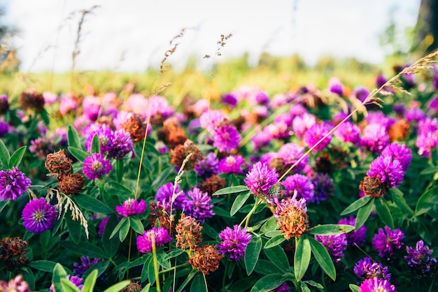 Prato di fiori di trifoglio rosa in una giornata di sole. Messa a fuoco selettiva.