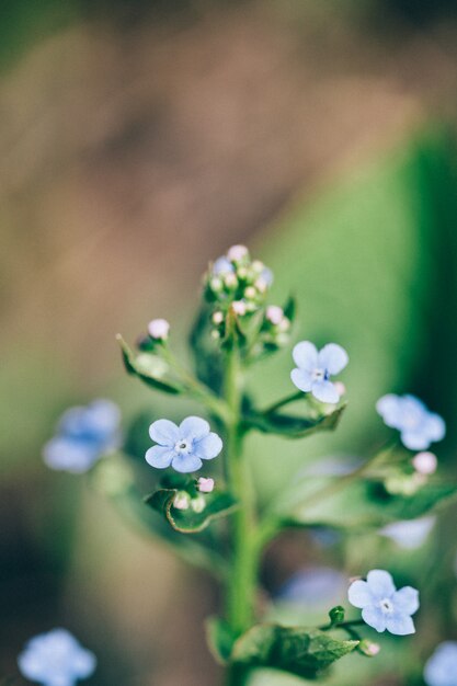 prato di fiori, diverso nel campo, primavera, impollinazione, bellezza.