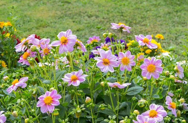 Prato di fiori estivi