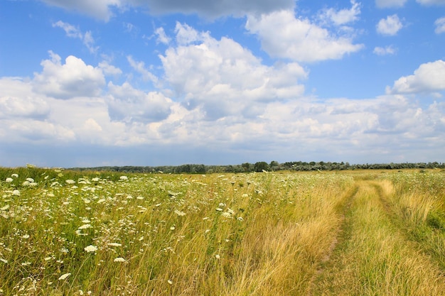 Prato di fiori selvatici bianchi