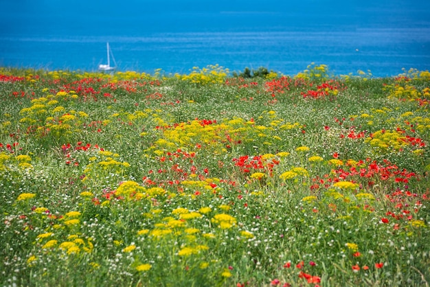 Prato di fiori selvatici in riva al mare nel paesaggio naturale estivo