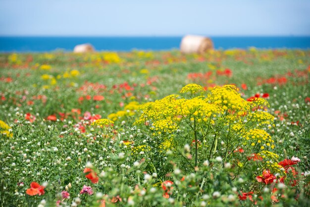 Prato di fiori selvatici in riva al mare nel paesaggio naturale estivo