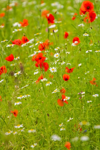 Prato di fiori selvatici