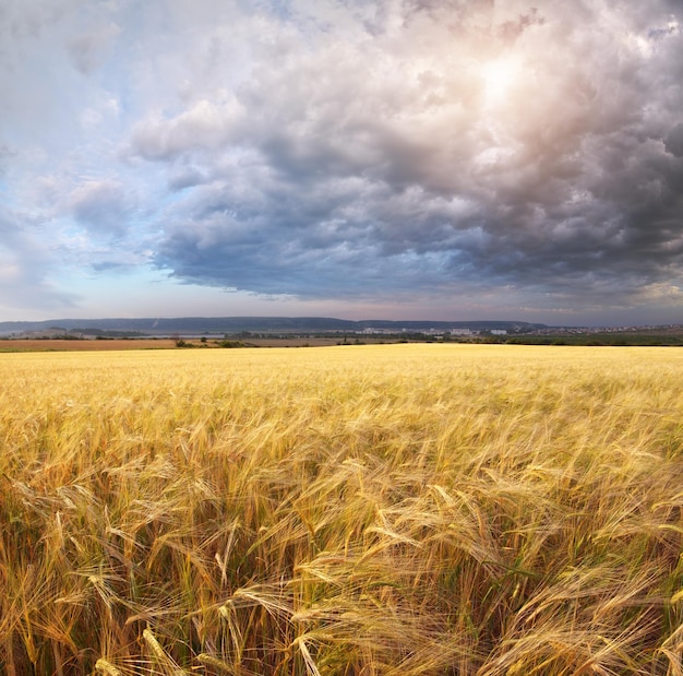 Prato di grano al tramonto