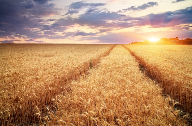 Prato di grano. Bel paesaggio.