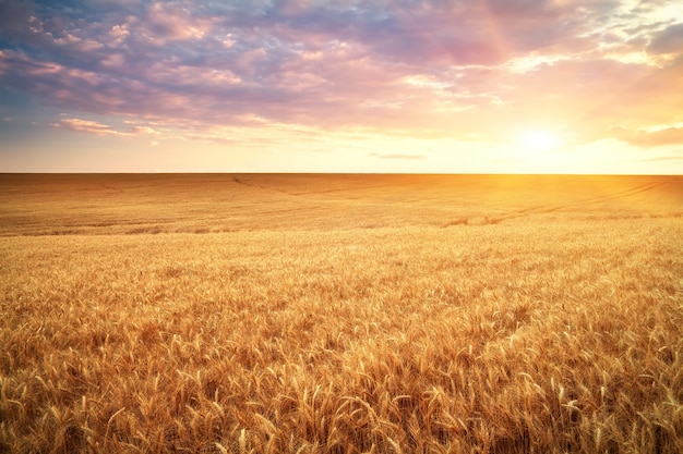 Prato di grano. Bel paesaggio.