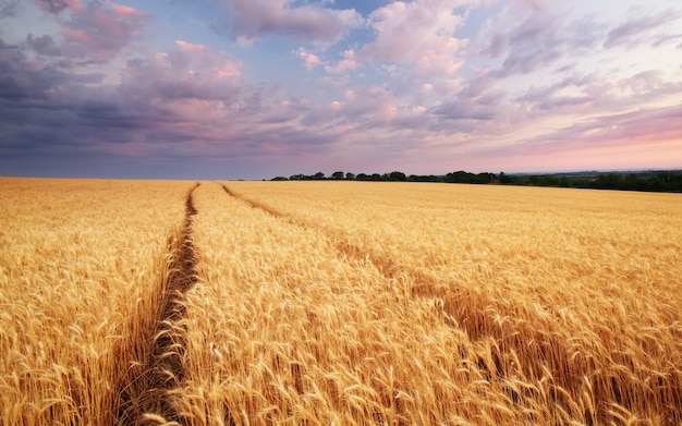 Prato di grano. Composizione della natura.