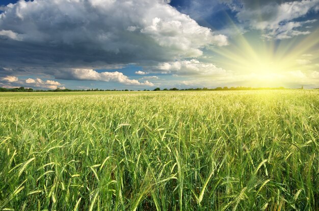 Prato di grano. Composizione della natura.