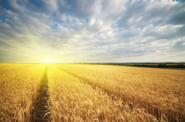 Prato di grano. Composizione della natura.