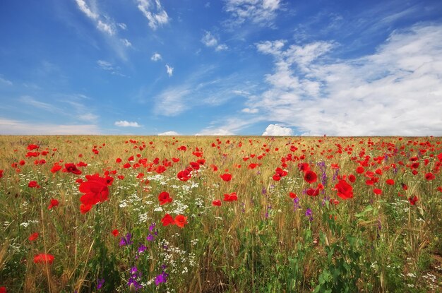 Prato di grano e papavero Composizione nella natura