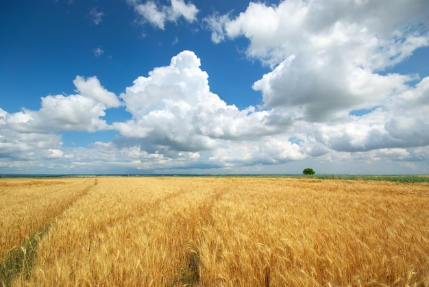 Prato di grano giallo