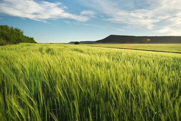 Prato di grano