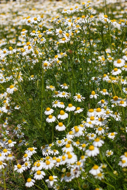 Prato di infusioni fresche in fiore con api volanti Bellissimi fiori di camomilla foglie verdi sfondo con spazio di copia