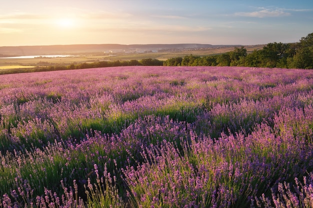 Prato di lavanda al tramonto