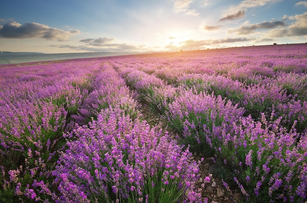 Prato di lavanda. Composizione della natura.