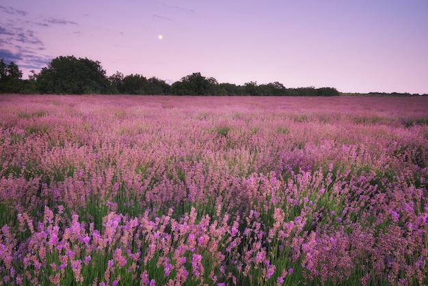 Prato di lavanda Composizione nella natura