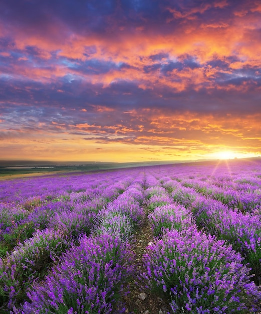 Prato di lavanda sull'alba Composizione nella natura