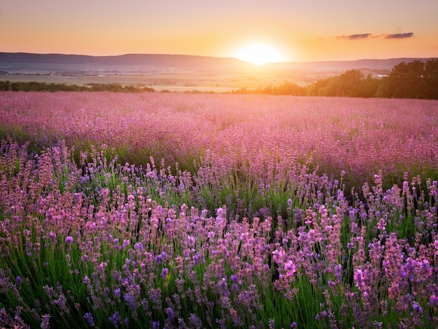 Prato di lavanda