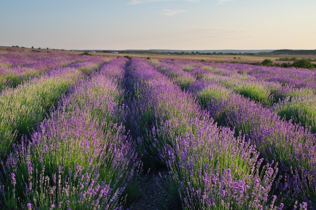 Prato di lavanda