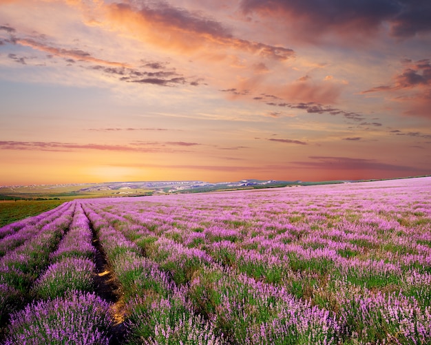 Prato di lavanda