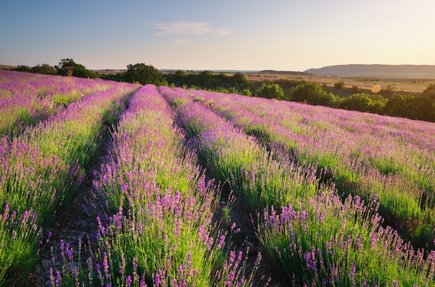 Prato di lavanda