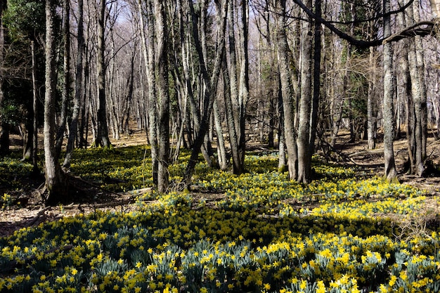 Prato di narcisi gialli in fiore in una foresta Messa a fuoco selettiva Spazio di copia