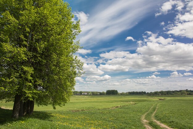 prato di paesaggio primaverile con denti di leone