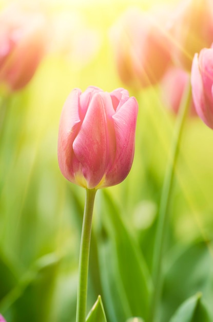 Prato di primavera con fiori di tulipano viola floreale sfondo stagionale soleggiato