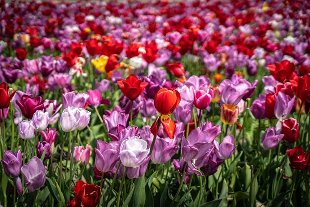 Prato di primavera con un sacco di fiori di tulipano viola e giallo multicolore sfondo floreale