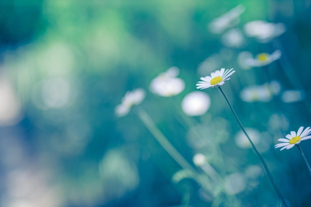 Prato di primavera verde fresco con fiori di margherita bianca giornata di sole Sfondo naturale sfocato orizzontale