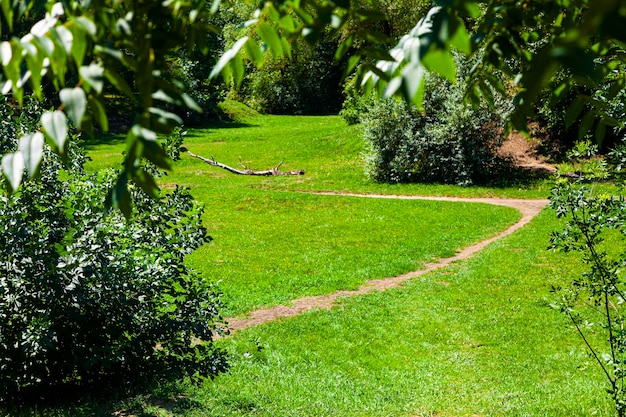 Prato e alberi. Bellissimo paesaggio estivo. Parcheggiare in una giornata di sole.