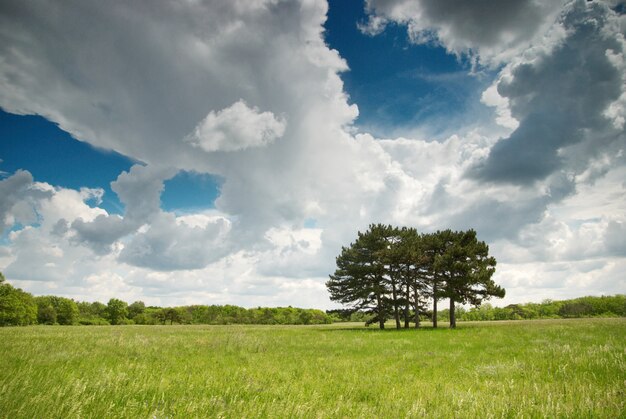 Prato e cielo blu verdi con l'albero e la foresta soli