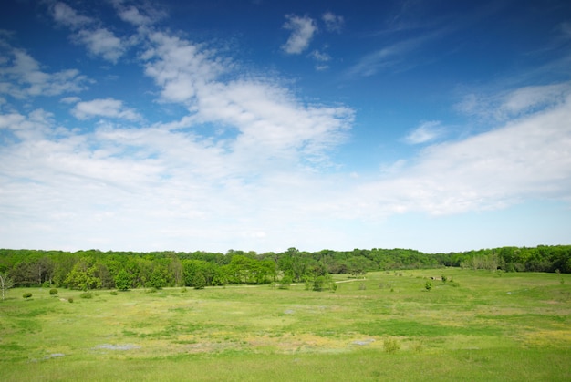 Prato e cielo blu verdi con la foresta