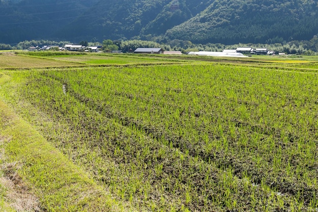 Prato e montagna