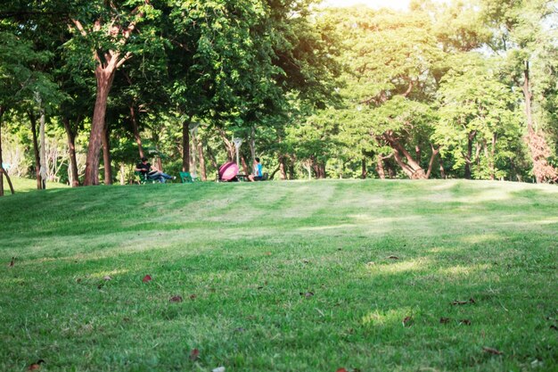 Prato e persone nel parco.